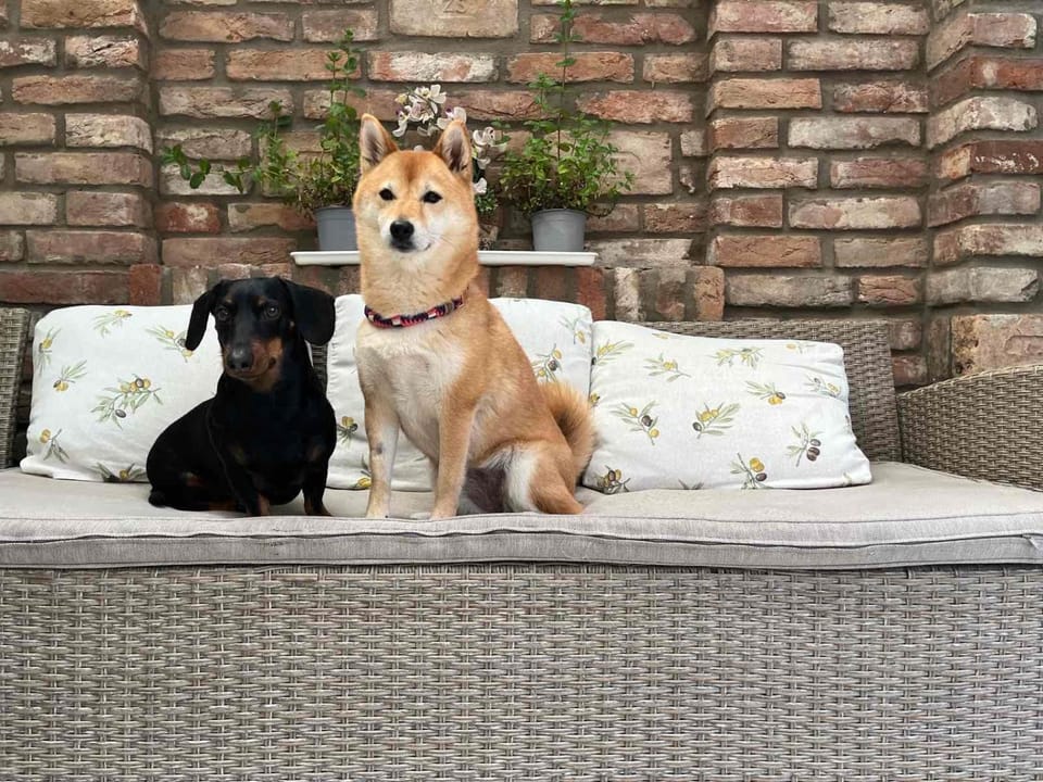 pet friendly