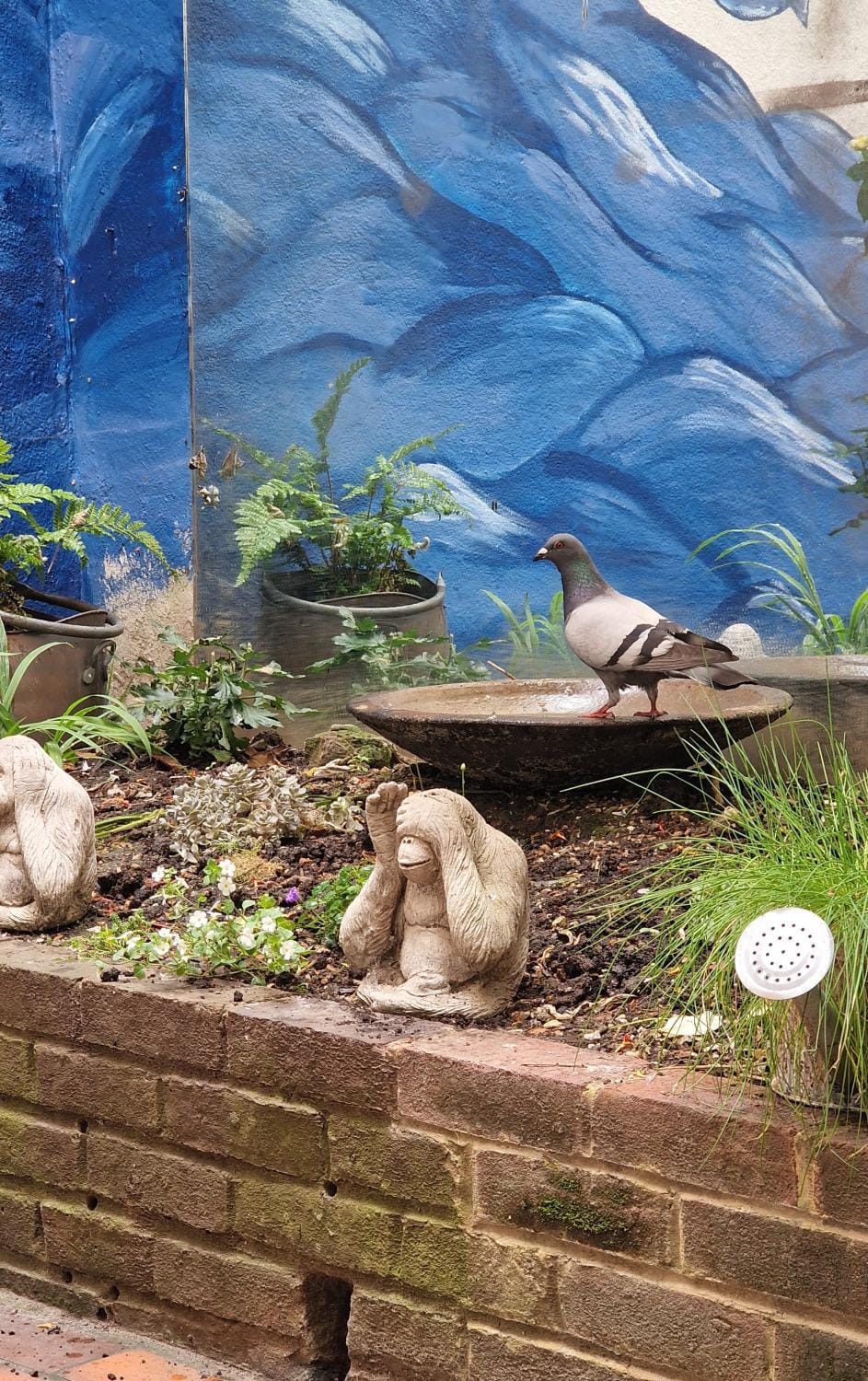 Garden, Balcony/Terrace, Inner courtyard view