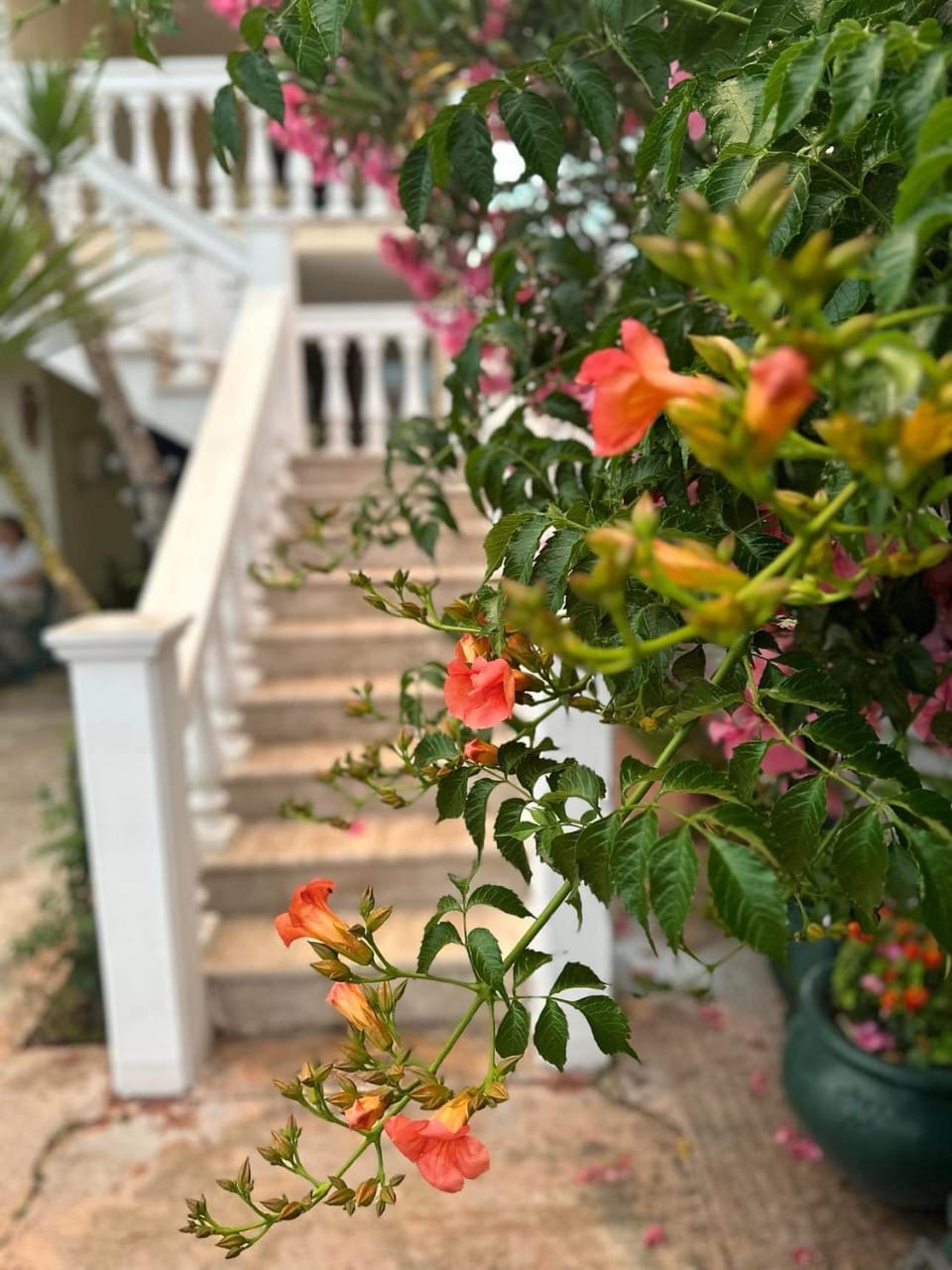 Spring, Garden