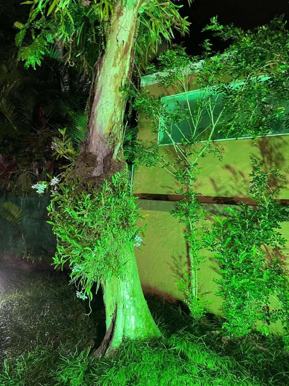 Natural landscape, Garden, Garden view