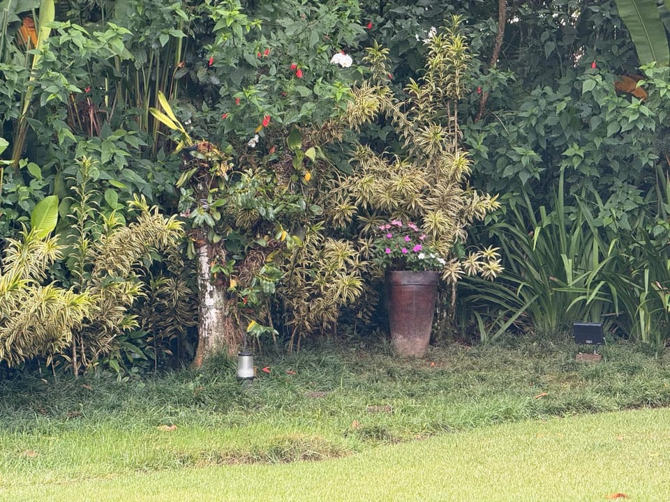 Natural landscape, Garden