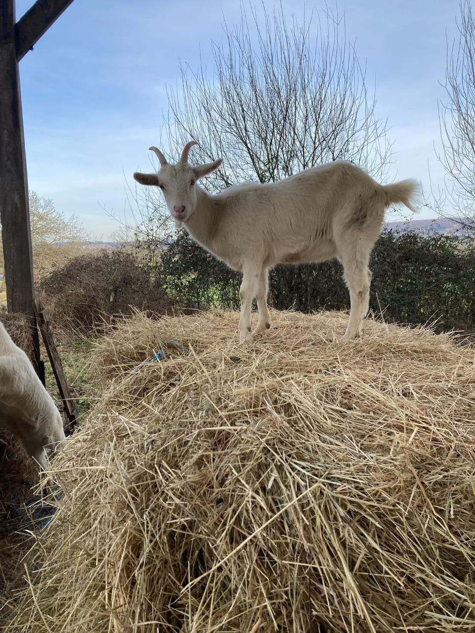 Le Clos des Reines Luxury tent in Normandy
