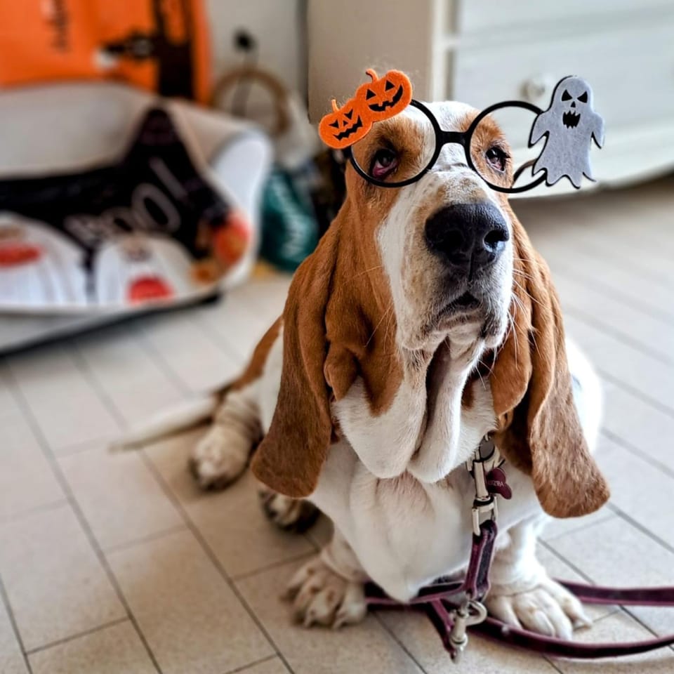 Pets, pet friendly, pet friendly