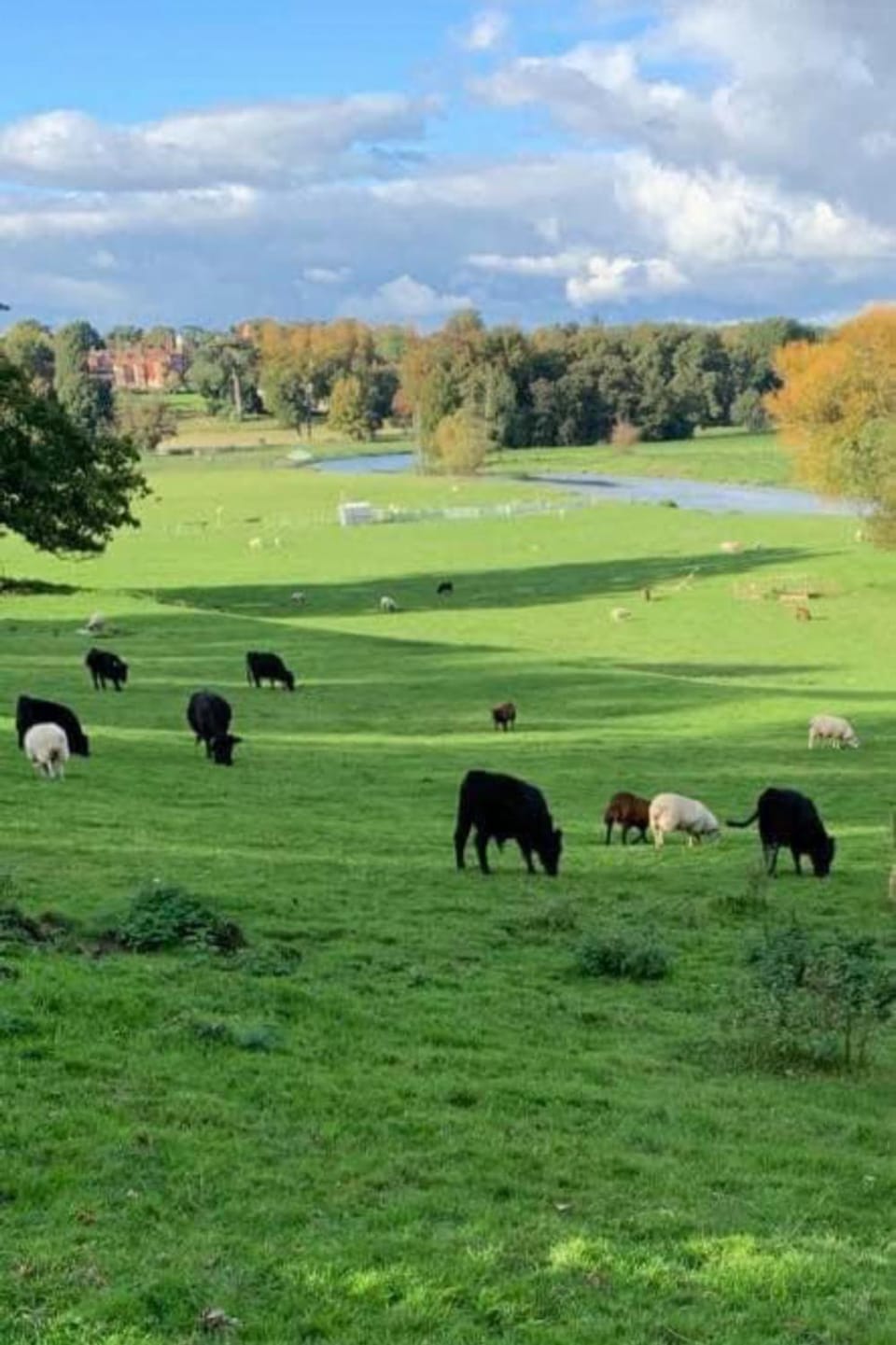 Natural landscape, Animals