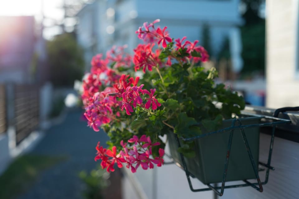 Spring, Day, Garden, Garden view, Location