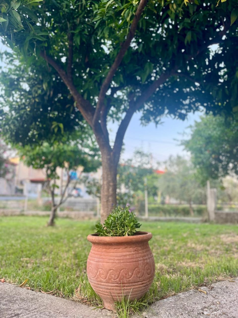 Spring, Day, Natural landscape, Garden