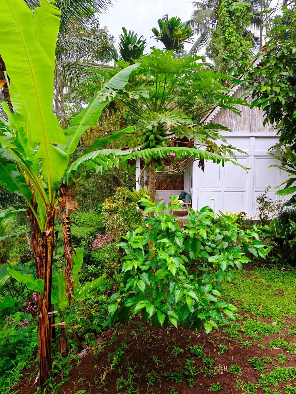 Property building, Natural landscape, Garden