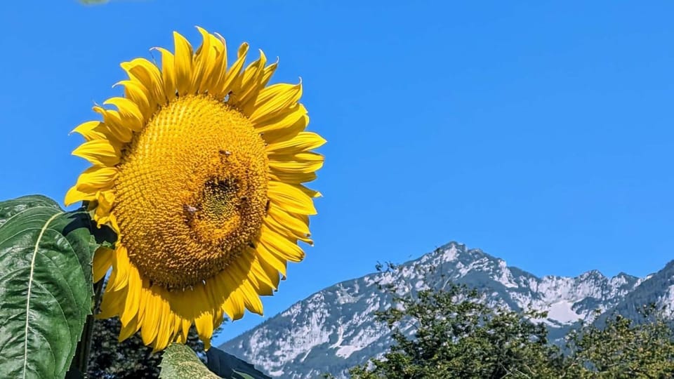 Ferienwohnungen Natur Pur Apartment in Bad Reichenhall