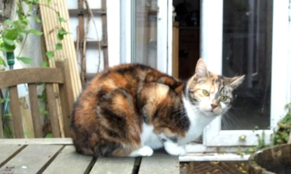 Jim's Place Vacation rental in Dublin