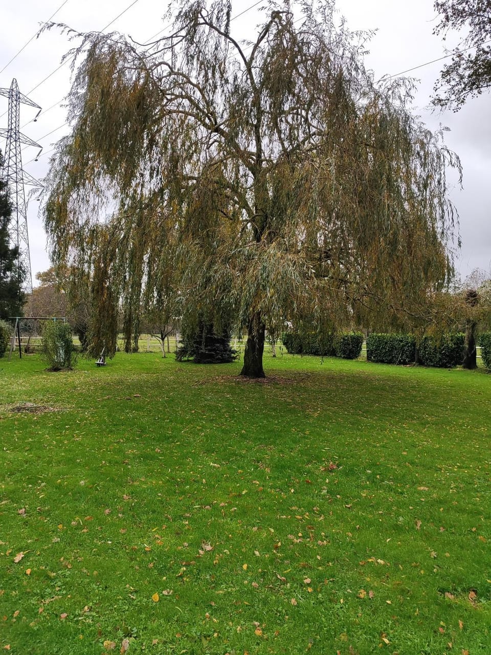 Natural landscape, Garden, Garden, Garden view