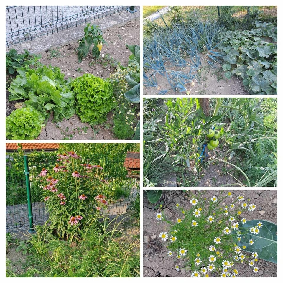 Day, Garden