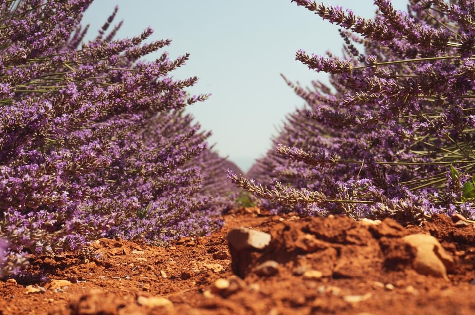 Day, Natural landscape, Garden, Garden view