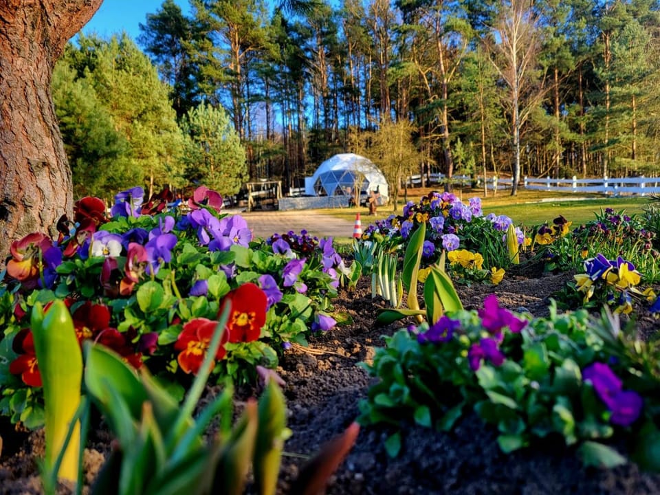 Glamping pod Orłem Luxury tent in West Pomeranian Voivodeship, Poland