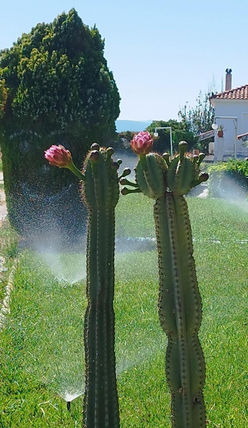 Garden, Garden view