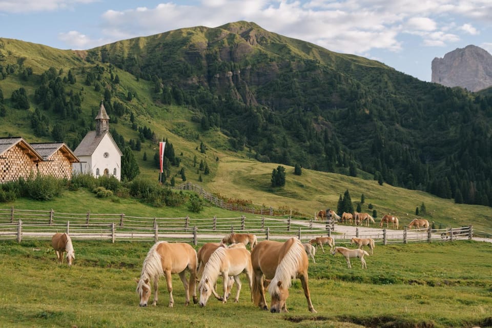 Day, Natural landscape, Animals, Mountain view