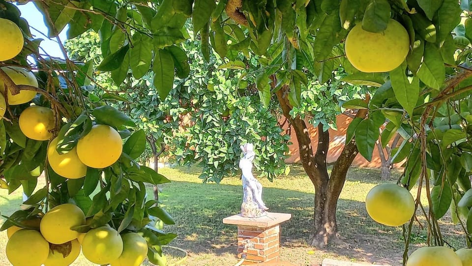 Garden, Text overlay, Garden view