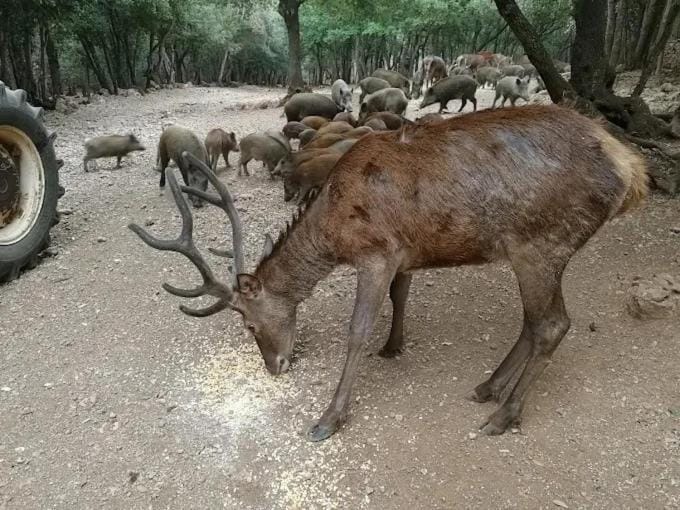 Animals