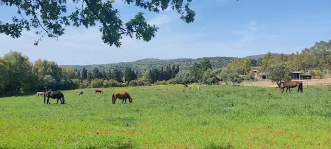 Horse-riding, Horse-riding