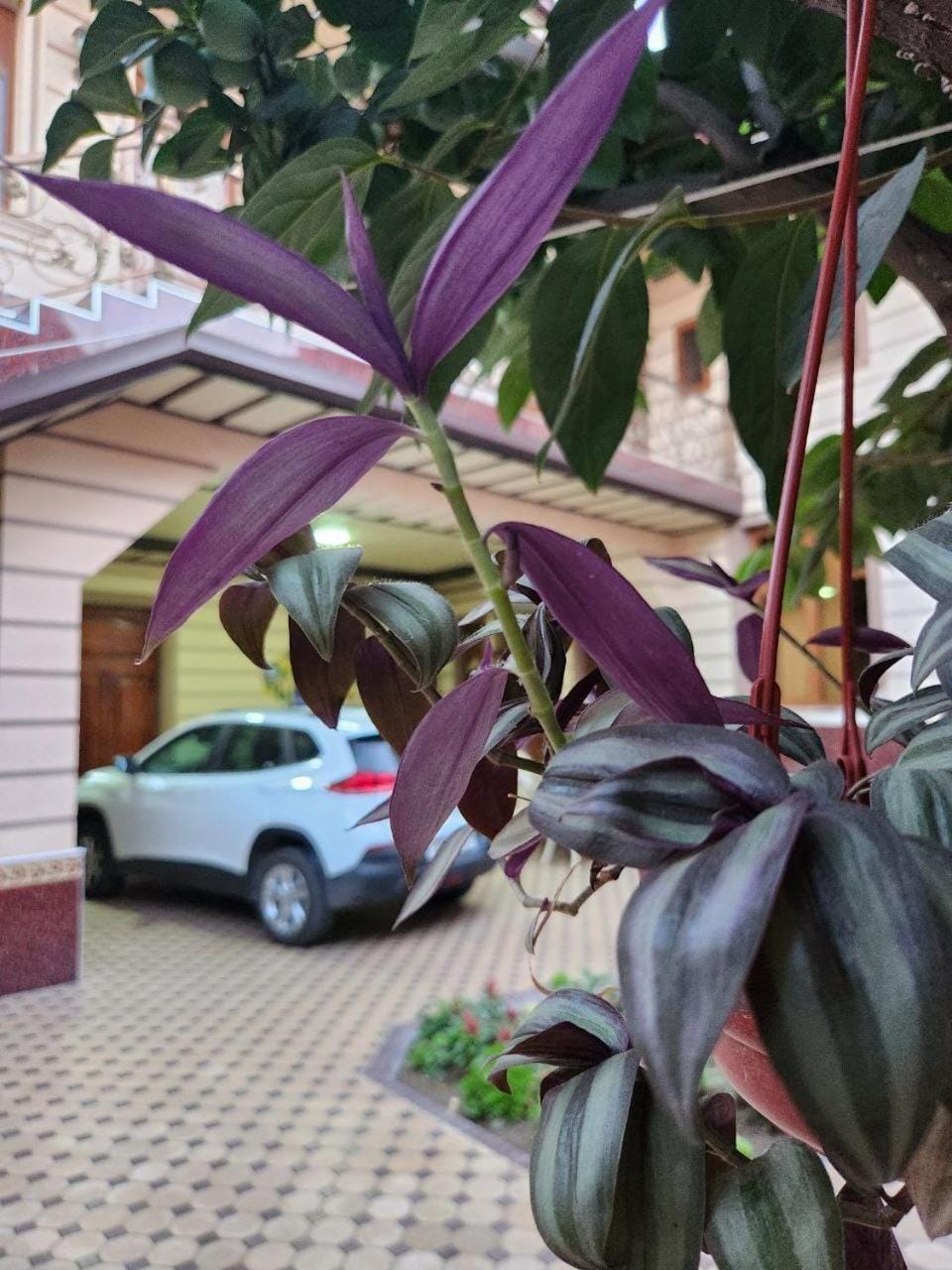 Day, Garden, Parking