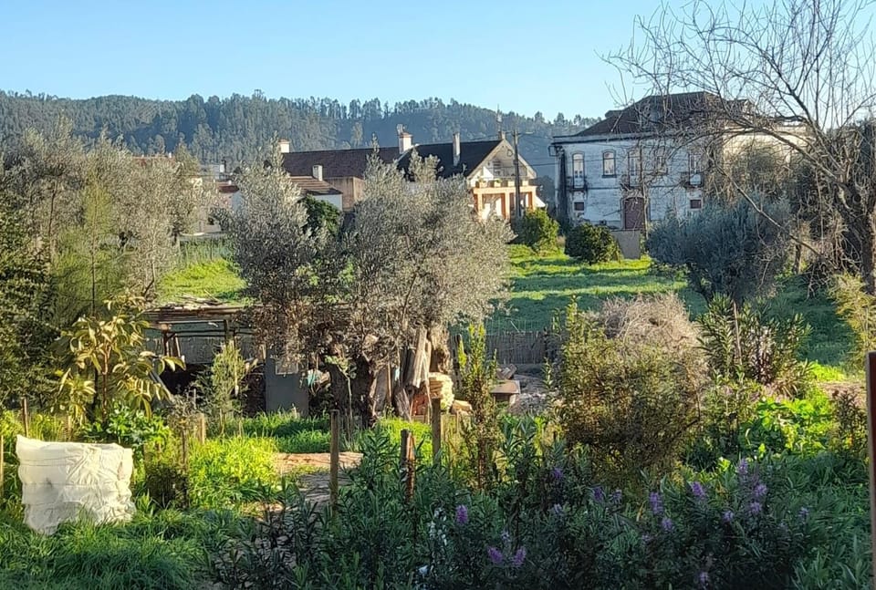 Natural landscape, Garden, Garden view, Mountain view