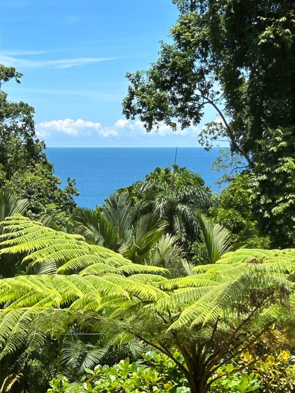 Natural landscape, Garden view, Sea view