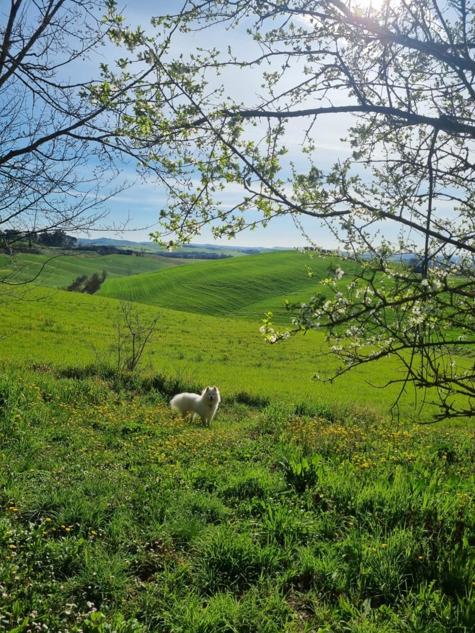 Spring, Day, Natural landscape