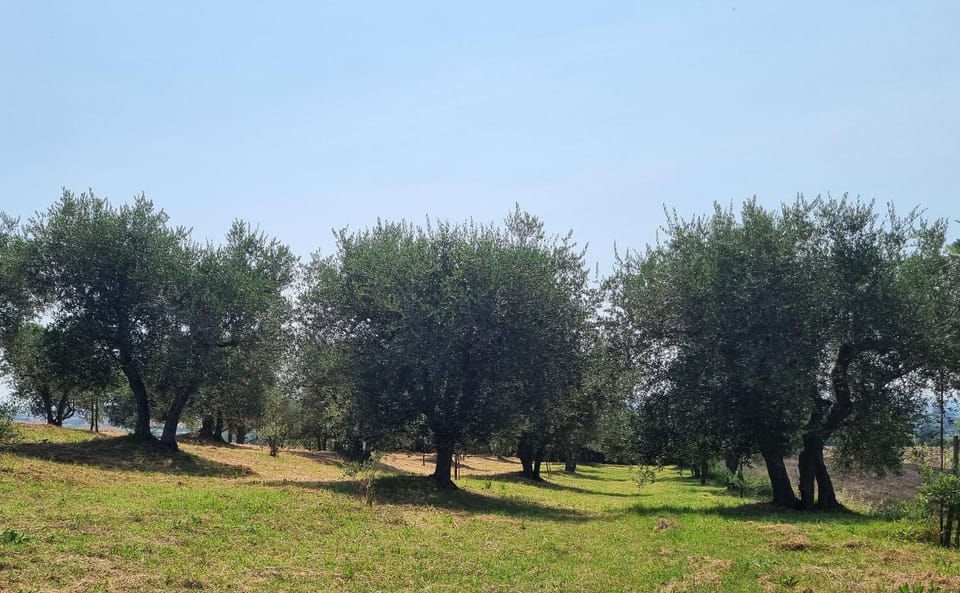 Spring, Day, Natural landscape