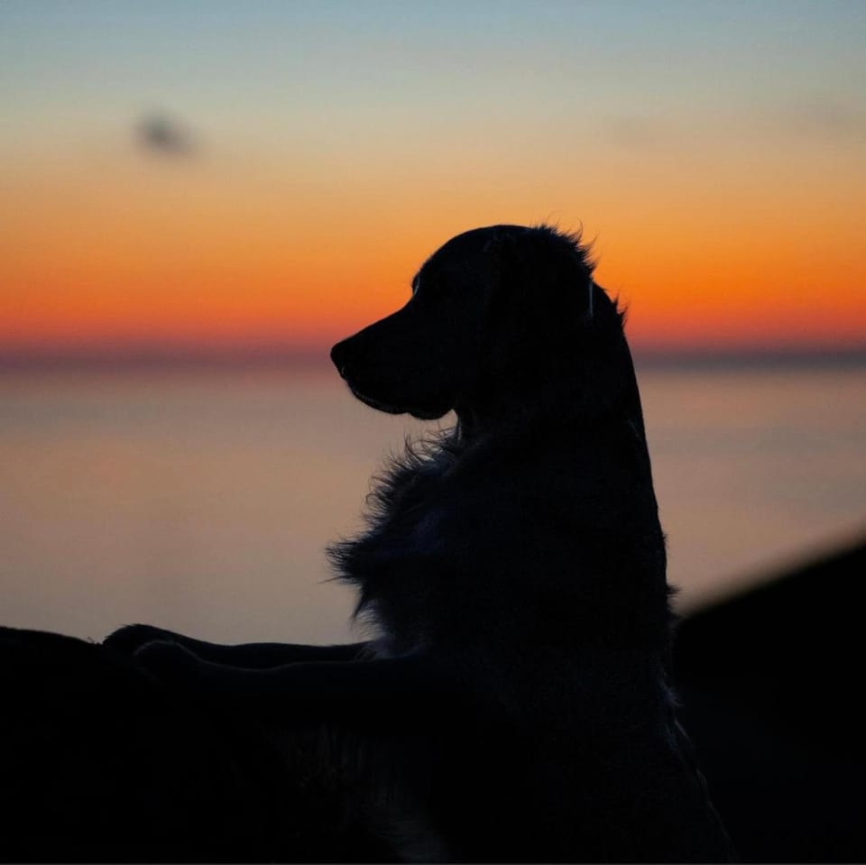 Pets, Pets, Pets, internet, internet, pet friendly, pet friendly, shuttle