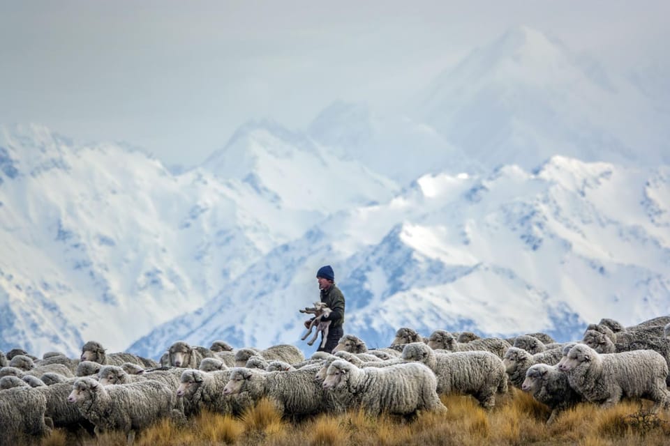 Natural landscape, Winter, Animals