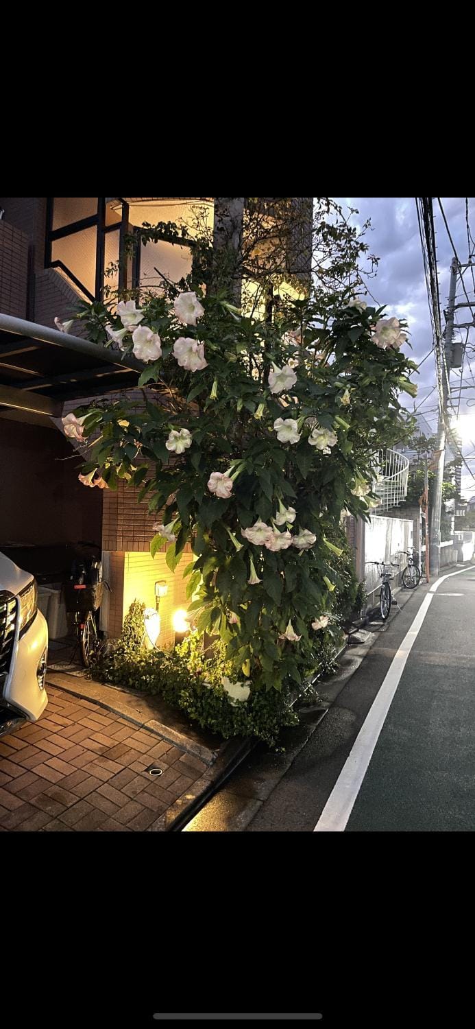 新宿安靜の家-A quiet home in Shinjuku - a 26 square meter double bed room that feels like home Apartment in Shinjuku