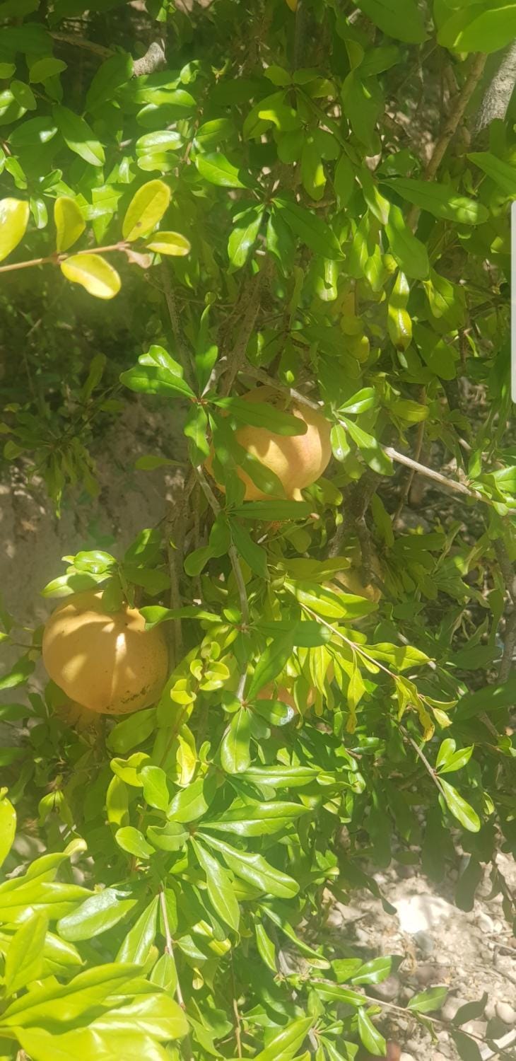 maison nature Beni Koulal House in Morocco
