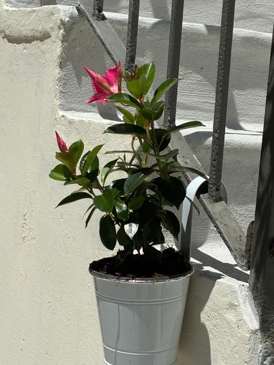 Casetta nel cortile Apartment in Turin
