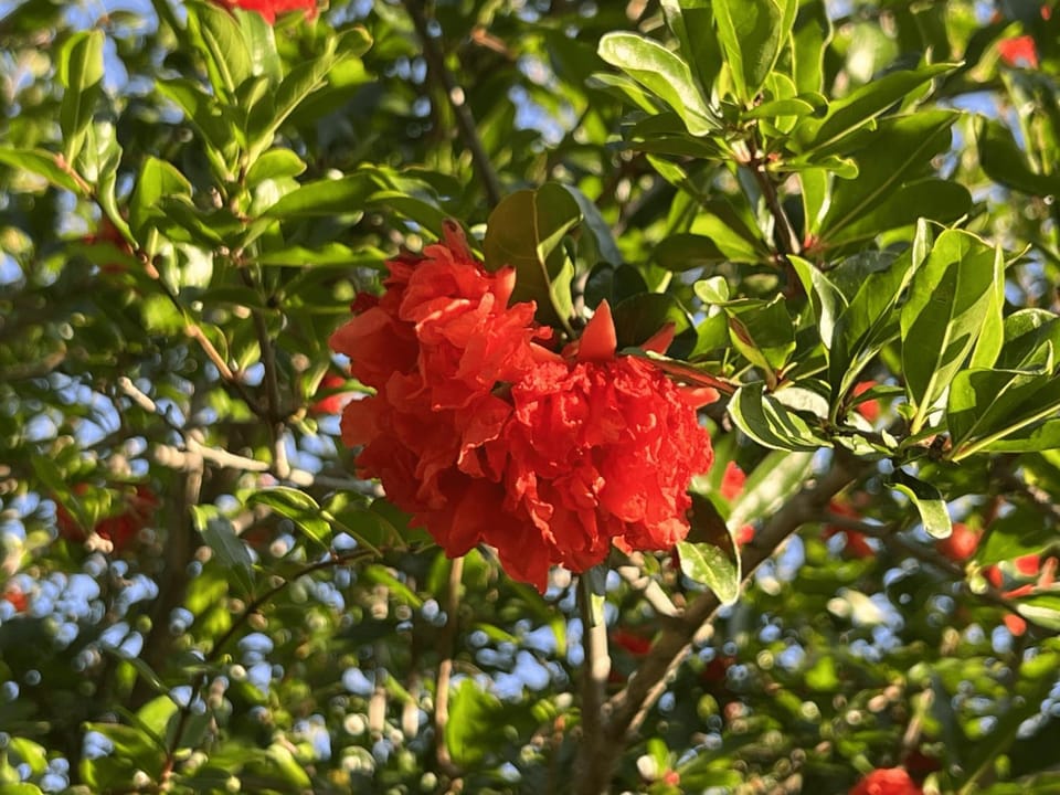 Spring, Day