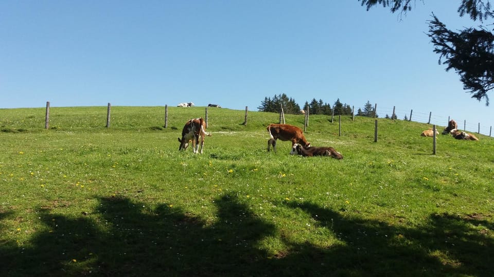 Animals