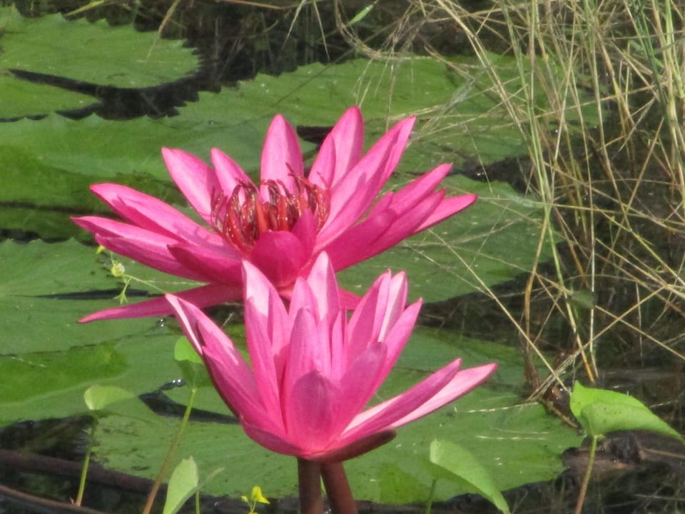 Peacock Lake Villa Bed and Breakfast in Sri Lanka
