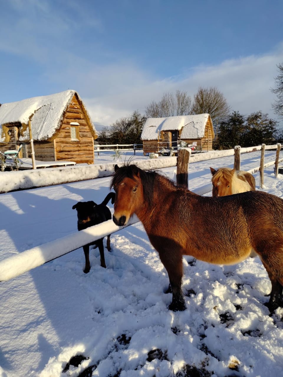 Winter, Animals