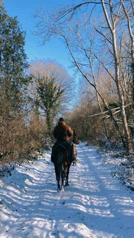 Winter, Horse-riding, Animals