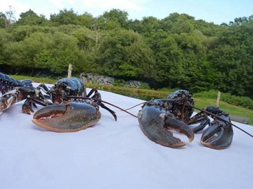 La suite du paysan terrasse privative avec salon de jardin et bain de soleil cuisine privé bain à remous privatif plage de sable fin à 7 mn Bed and Breakfast in Combrit