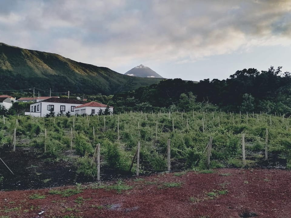 Natural landscape, Garden, Garden view, Mountain view