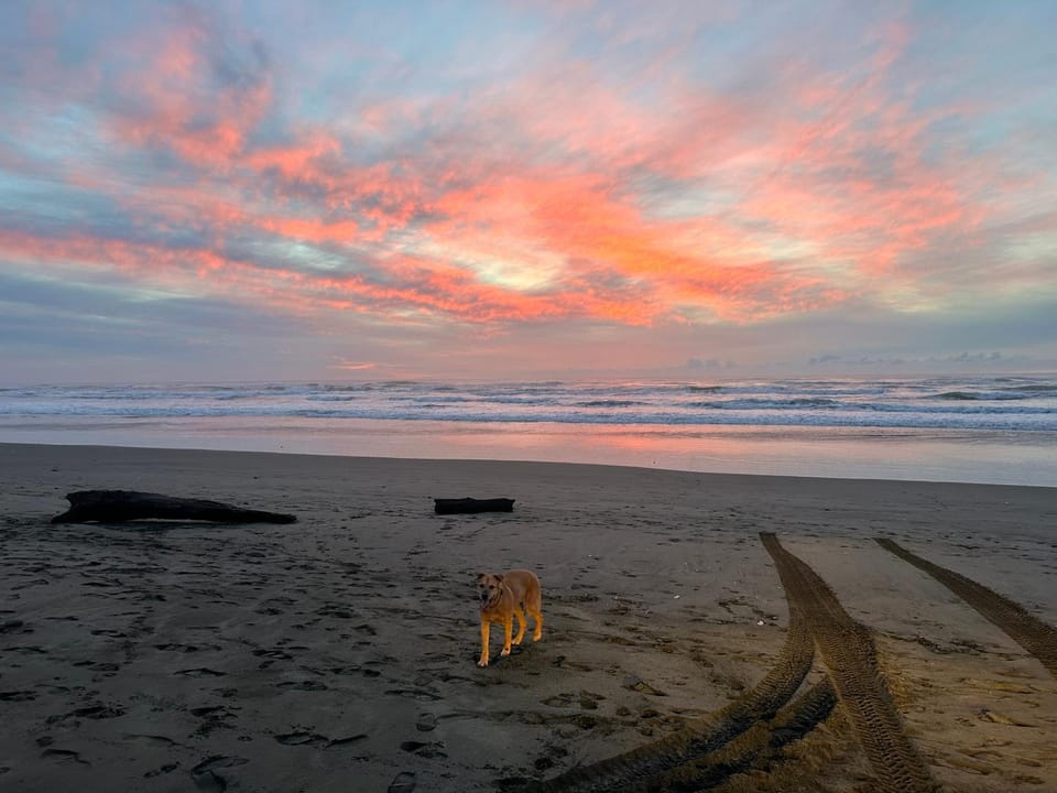 Natural landscape, Beach, Pets, Sunset