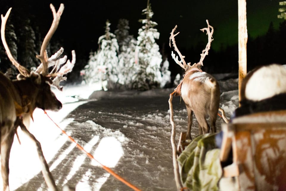 Night, Natural landscape, Animals