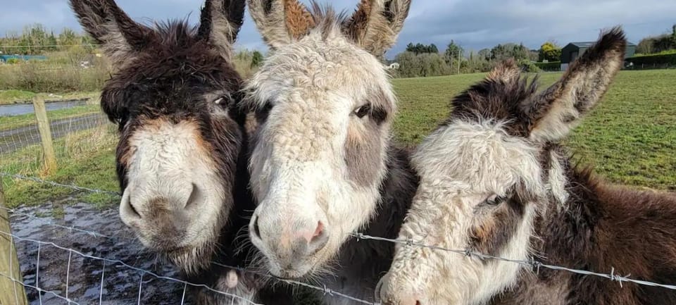 Waterfront Lodges - North Cabin Cabin in Leitrim, Co. Leitrim, Ireland