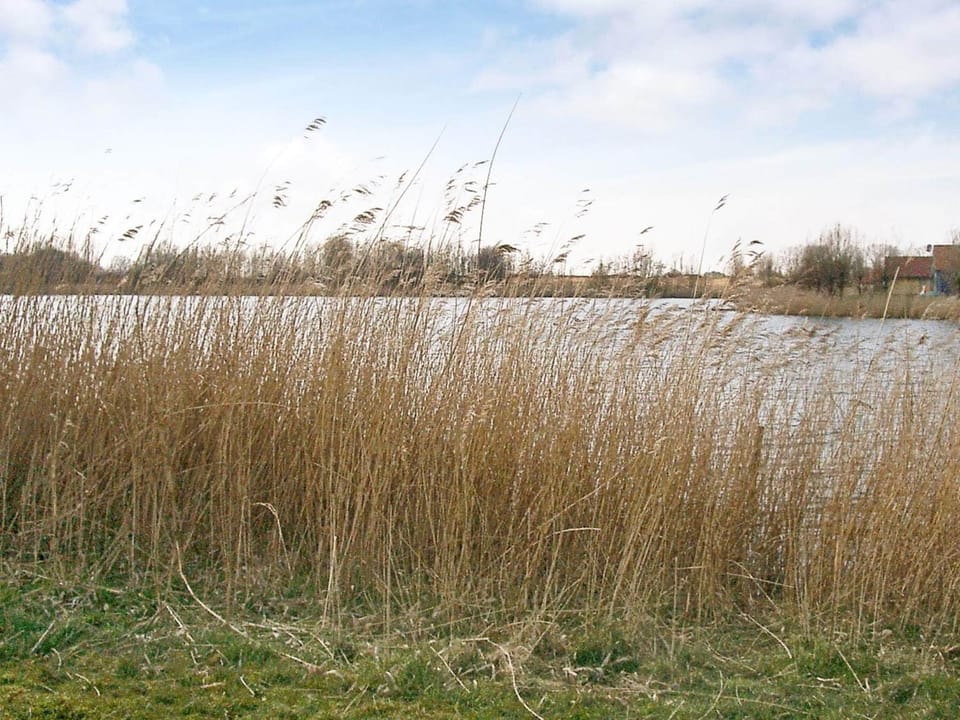 Lake view