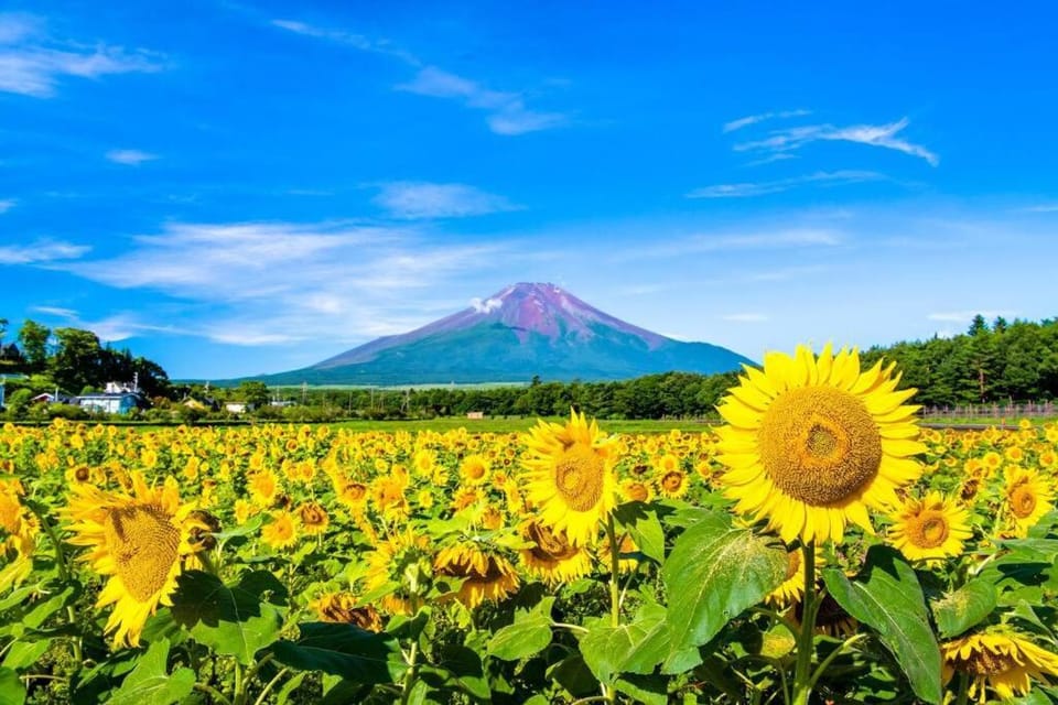 イングリッシュコテージ メイハウス Apartment in Shizuoka Prefecture