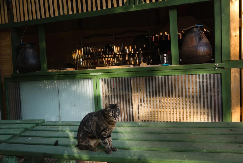 Property building, Night, Pets
