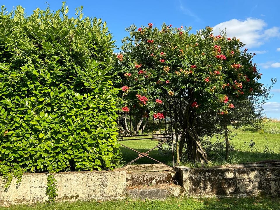 Garden view