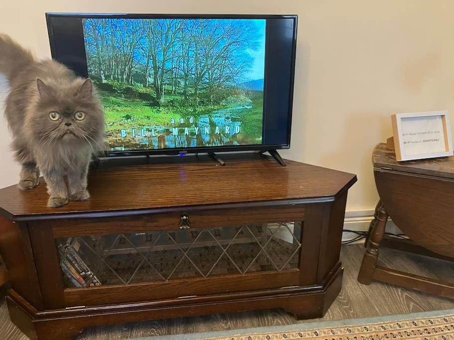 TV and multimedia, Evening entertainment, Pets