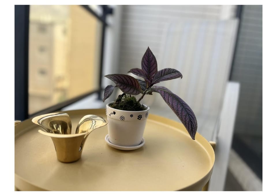 Property building, Balcony/Terrace, Balcony/Terrace