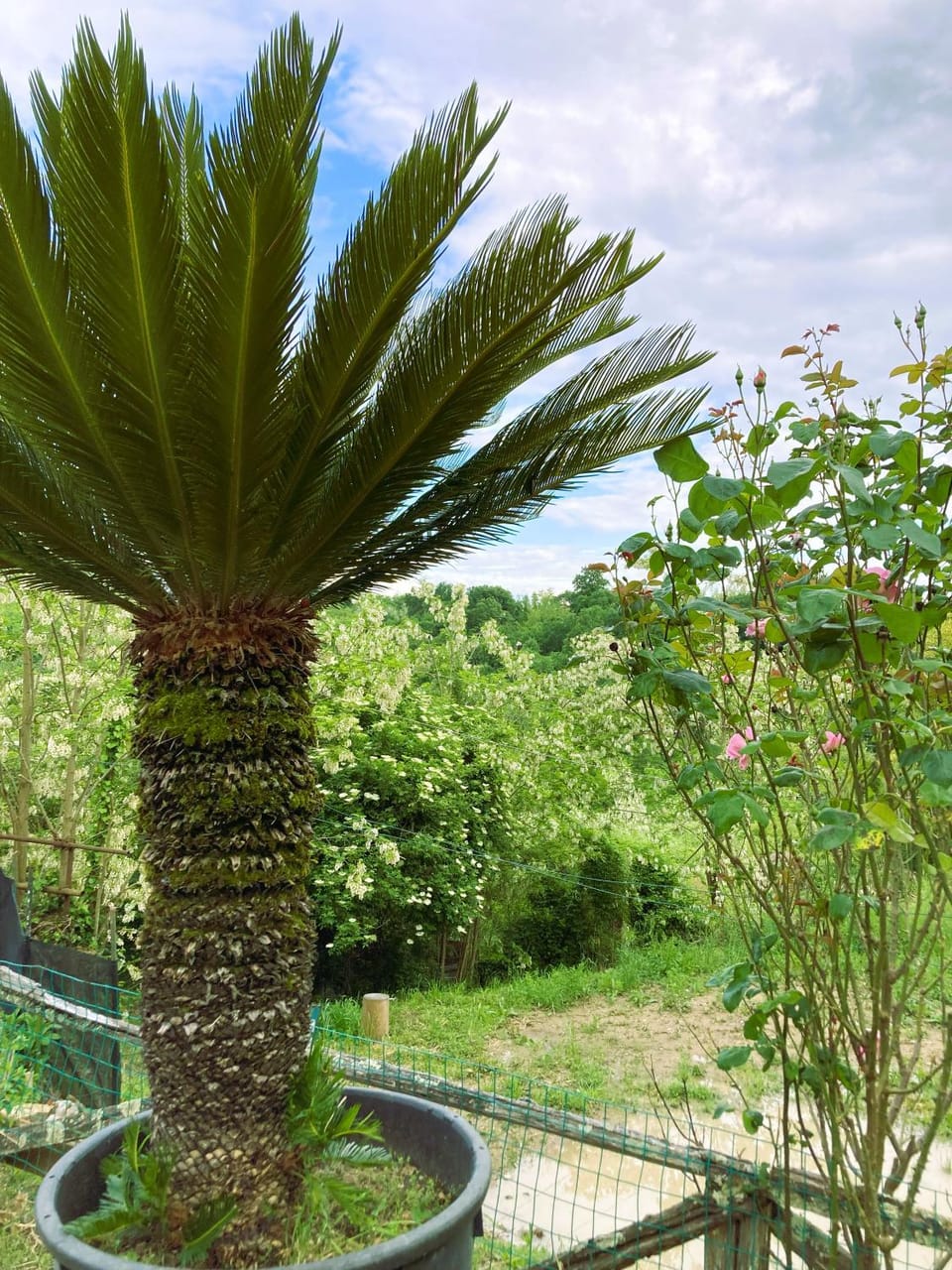 Garden view
