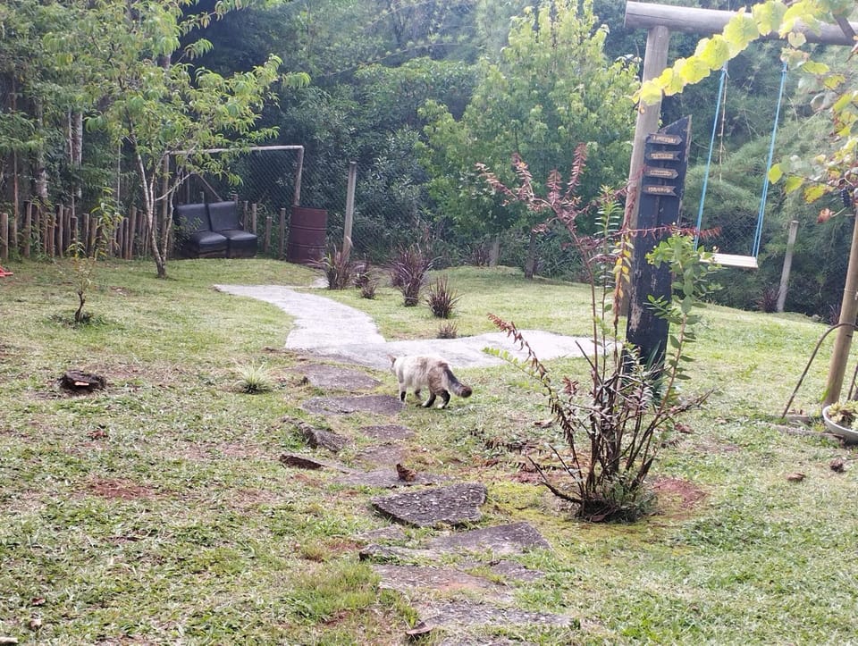 Spring, Day, Natural landscape, Garden, Pets, Garden view